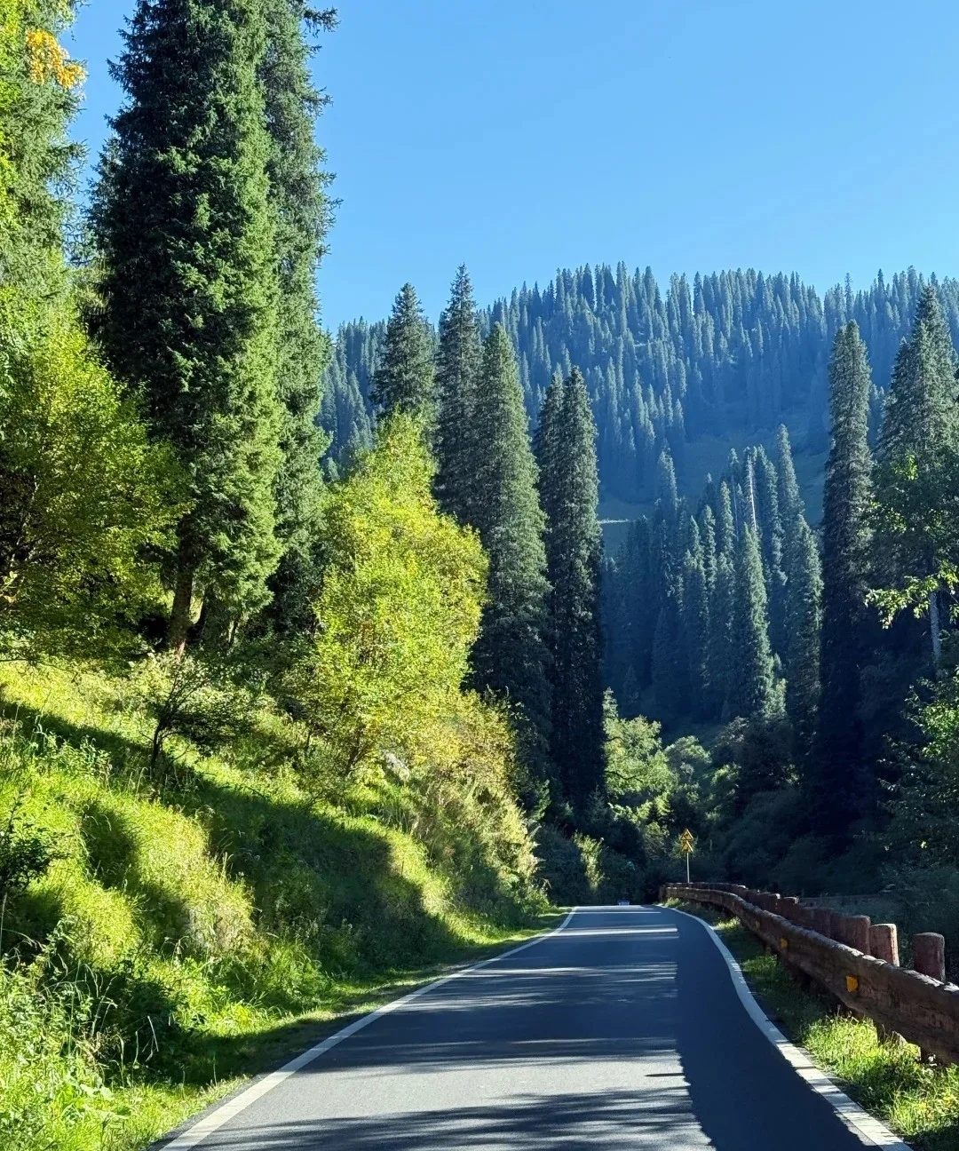 Spruce forest in the Gongnaisi valley