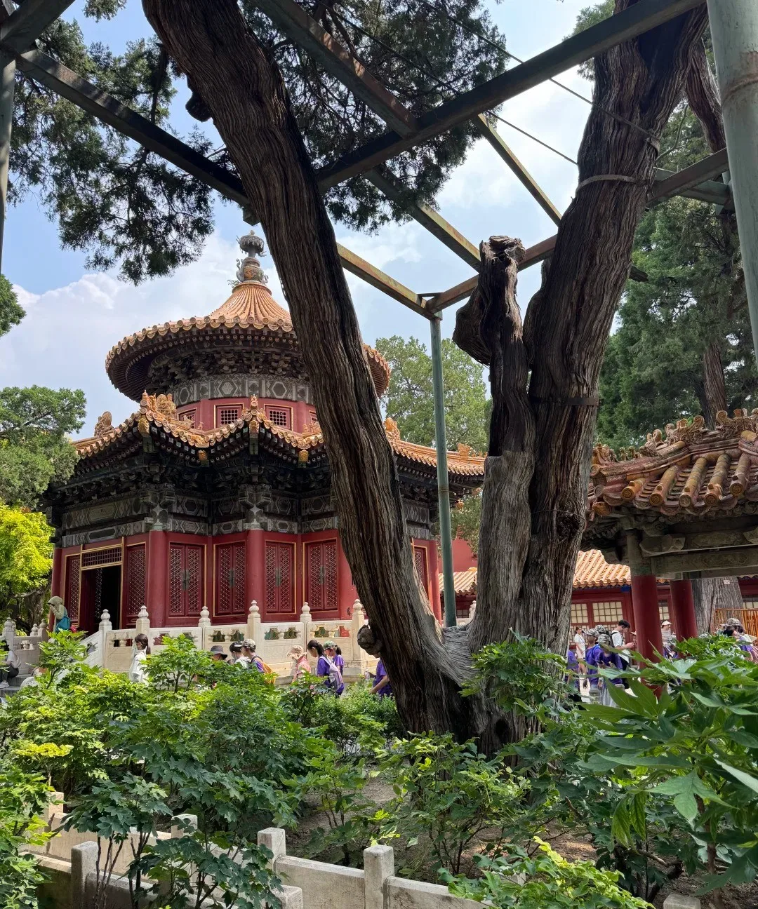 Old cypresses and stacked rock in the Imperial Garden.